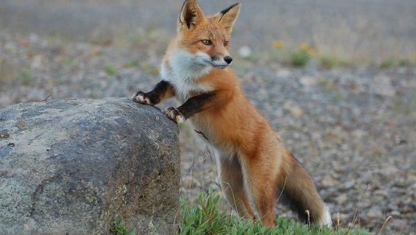 Fox - Sputnik International