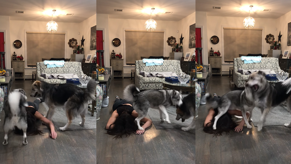 ‘No, You Call 911’: Owner Plays Dead, Pups Play With Each Other - Sputnik International