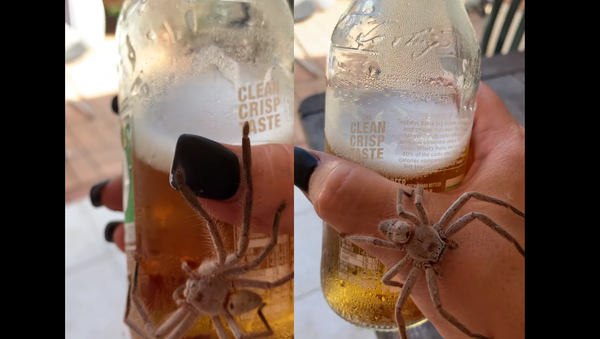 Cracking Open a Cold One With … A Huntsman Spider?! - Sputnik International