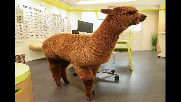 Alpaca - Sputnik International