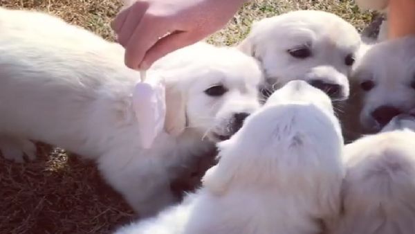 Ice cream puppies - Sputnik International