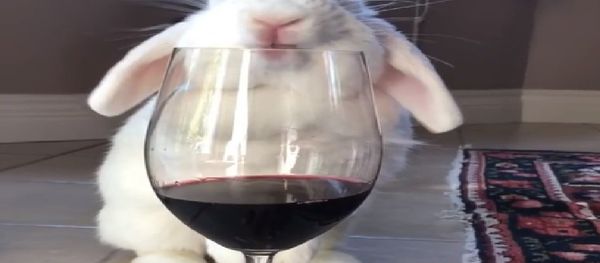 Bunny wine Bunny wine - Sputnik International