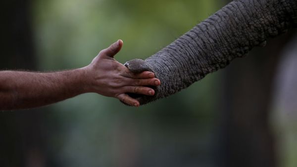 elephant meets human - Sputnik International