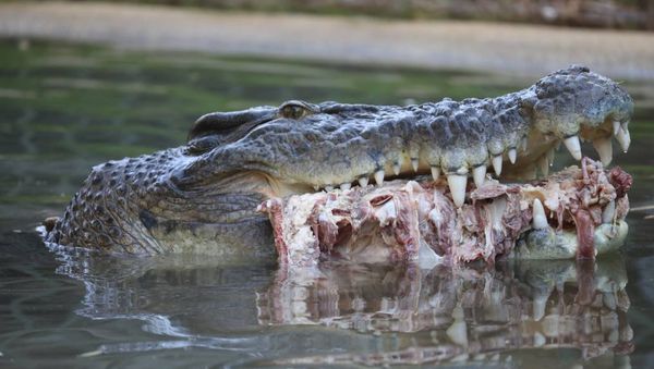 Northern Territory-born Elvis became known as Australia's crankiest crocodile in 2011 when he ate his keeper’s lawnmower Northern Territory-born Elvis became known as Australia's crankiest crocodile in 2011 when he ate his keeper’s lawnmower - Sputnik International