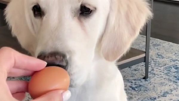 Dog - Sputnik International