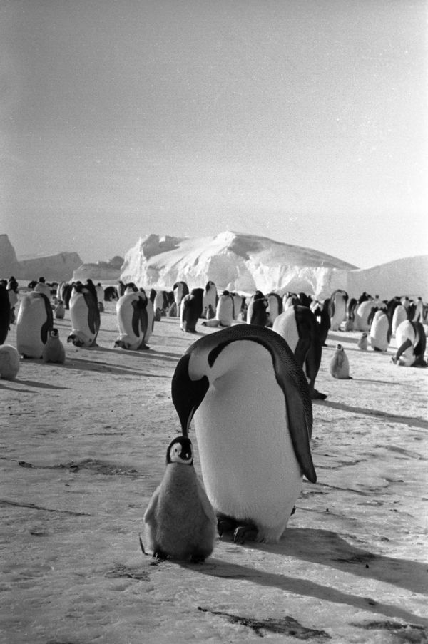 Blast From the Past: History of Antarctica Throughout the Years Blast From the Past: History of Antarctica Throughout the Years - Sputnik International