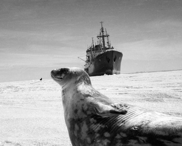 Blast From the Past: History of Antarctica Throughout the Years Blast From the Past: History of Antarctica Throughout the Years - Sputnik International