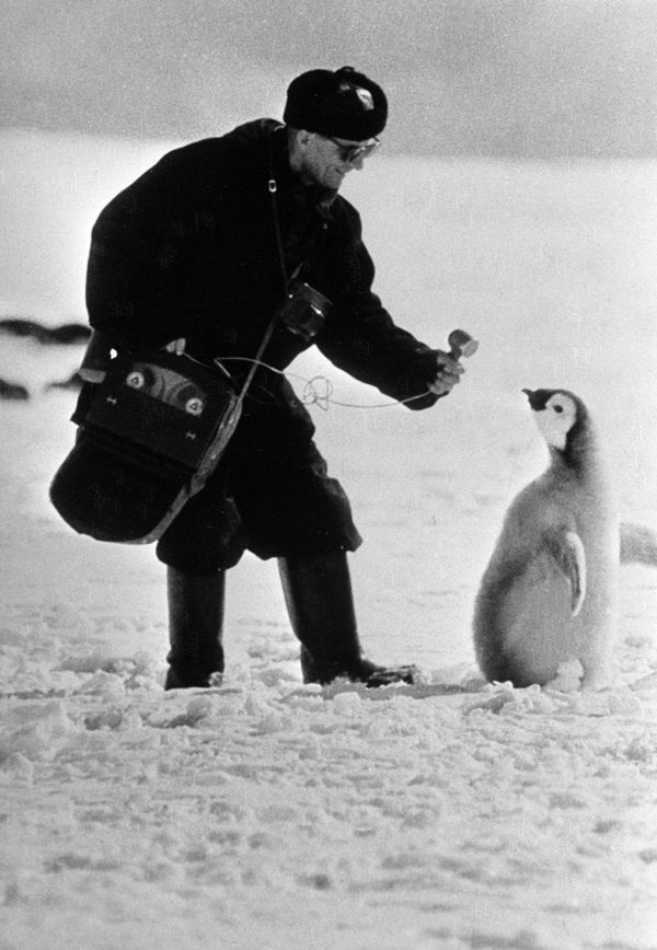 Blast From the Past: History of Antarctica Throughout the Years Blast From the Past: History of Antarctica Throughout the Years - Sputnik International