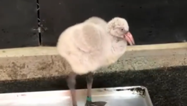 Flamingo Chick - Sputnik International