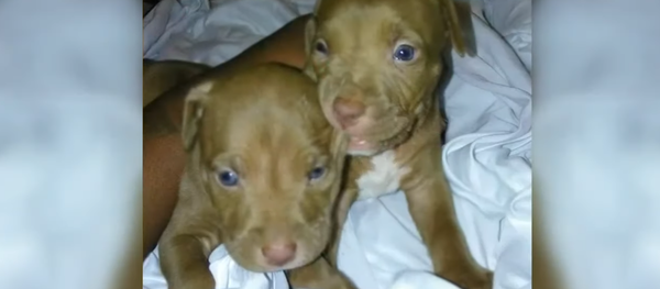 US Capital Police Hunt ‘Armed & Dangerous’ Suspect After Two Puppies Stolen US Capital Police Hunt ‘Armed & Dangerous’ Suspect After Two Puppies Stolen - Sputnik International