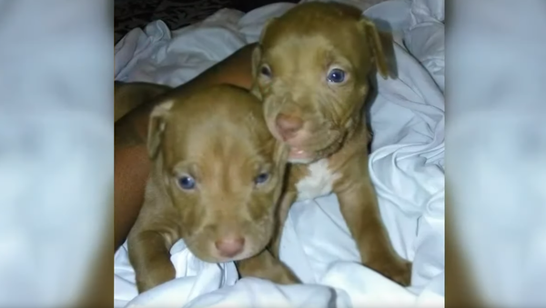US Capital Police Hunt ‘Armed & Dangerous’ Suspect After Two Puppies Stolen - Sputnik International