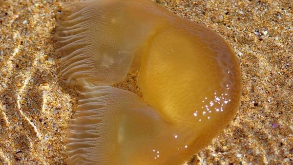 Bizarre Creature Described as 'Donald Trump's Hairpiece' Spotted in Australia - Sputnik International