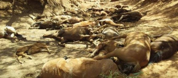 Horses die in Australia due to heat wave Horses die in Australia due to heat wave - Sputnik International