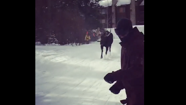 Saved by the Slopes! Territorial Moose Chases US Skiers Down Mountainside - Sputnik International