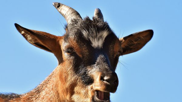 Goat  - Sputnik International