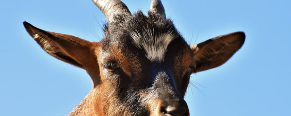 Goat Goat - Sputnik International