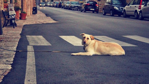Dog - Sputnik International