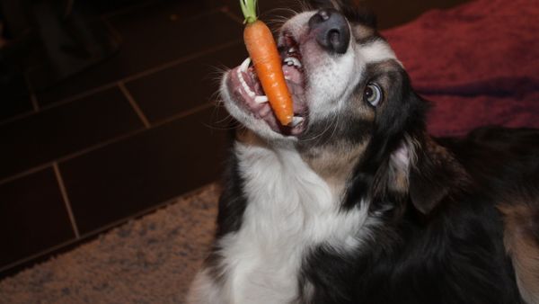 Сarrots-dog - Sputnik International
