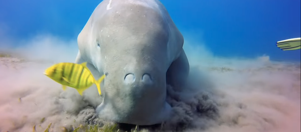 Chow Now, Sea Cow: Endangered Dugong Feasts on Ocean’s Floor - Sputnik International