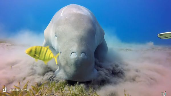 Chow Now, Sea Cow: Endangered Dugong Feasts on Ocean’s Floor - Sputnik International