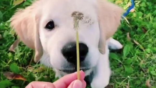 Dog - Sputnik International