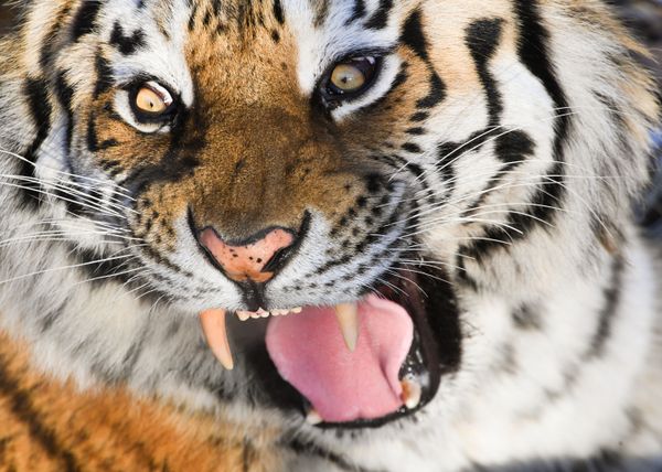 This Week in Pictures: 19 - 25 January This Week in Pictures: 19 - 25 January - Sputnik International