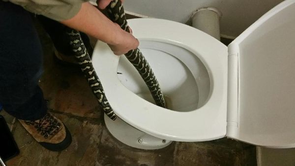 Australian woman bitten by snake in toilet Australian woman bitten by snake in toilet - Sputnik International