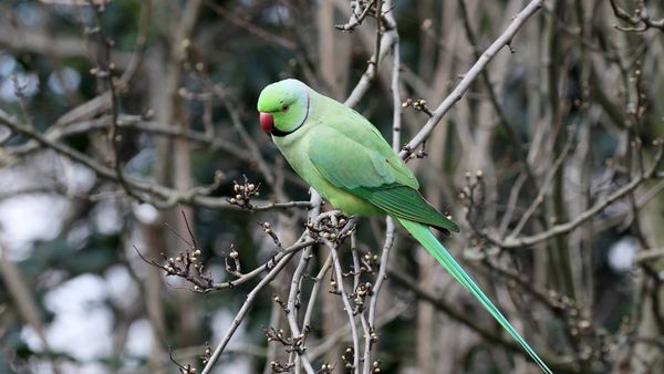 Parrot - Sputnik International