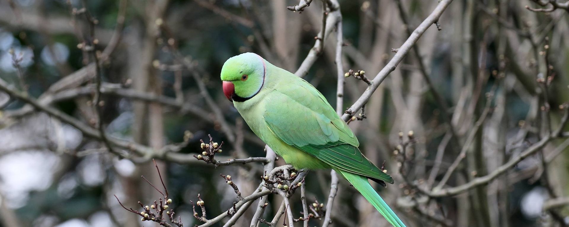 Parrot - Sputnik International, 1920, 31.03.2022