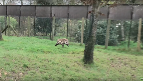 South American Tapir Calf Frolics With Magpies - Sputnik International