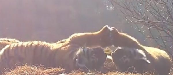 Tiger cubs - Sputnik International