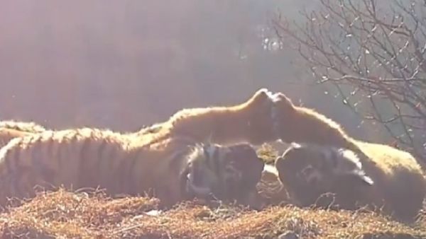 Tiger cubs - Sputnik International