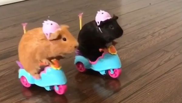 Guinea Pigs - Sputnik International