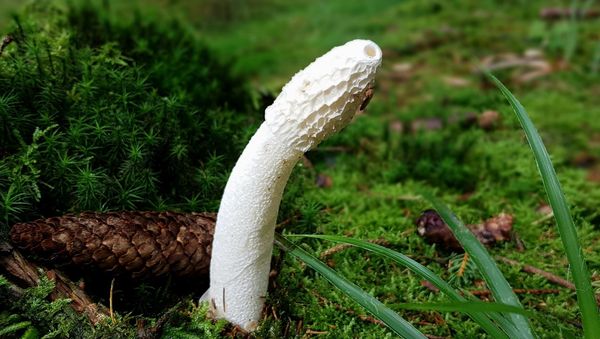 Mushroom  - Sputnik International