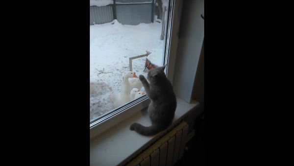 Cute Cat Plays with Geese Through Window - Sputnik International