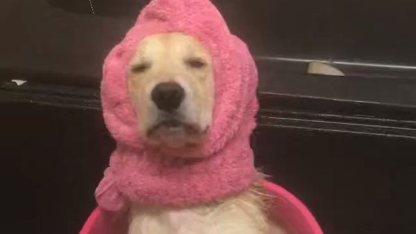 Retriever in a bath - Sputnik International