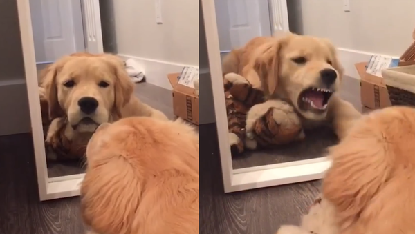 Golden Retriever Puppy’s Run-in With His Reflection - Sputnik International