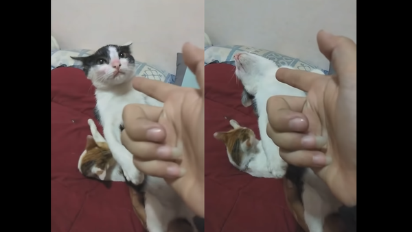 Talented Kitten Gives Award-Worthy Performance - Sputnik International