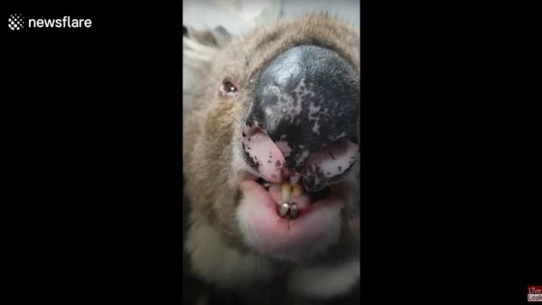 LiveLeak - Still think they're cute Koala roar sounds like massive burb - Sputnik International