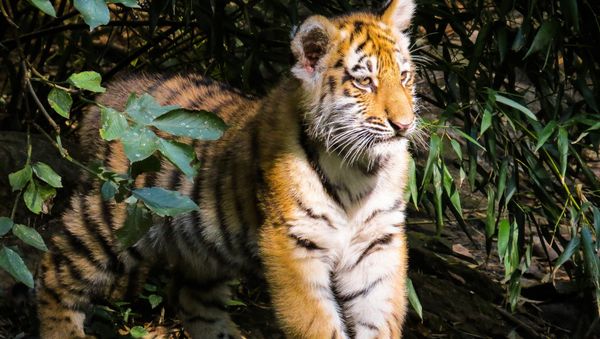 Tiger Tiger - Sputnik International