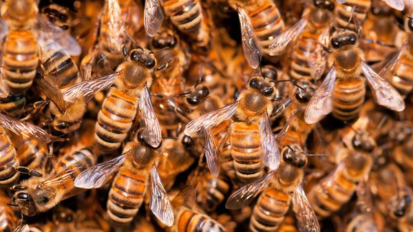 Honey Bee Swarm - Sputnik International