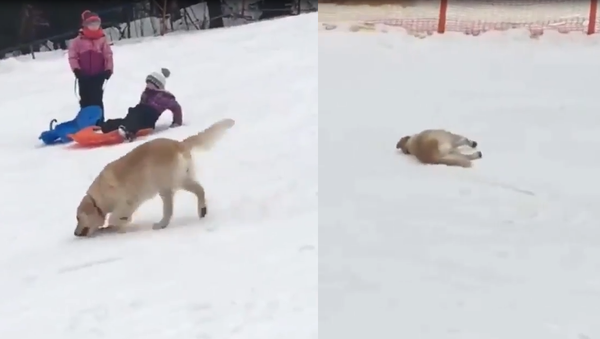 No Sled Necessary: Golden Retriever Slides Down Snowy Hillside - Sputnik International