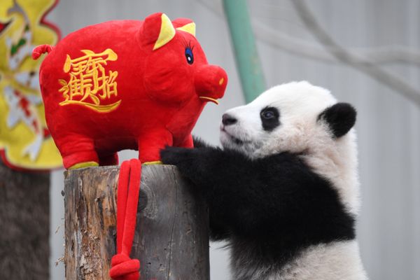A panda cub plays with a stuffed toy pig during an event to celebrate the Chinese Lunar New Year A panda cub plays with a stuffed toy pig during an event to celebrate the Chinese Lunar New Year - Sputnik International