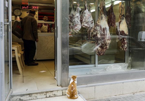 A cat sits outside a butcher's shop looking at meat A cat sits outside a butcher's shop looking at meat - Sputnik International