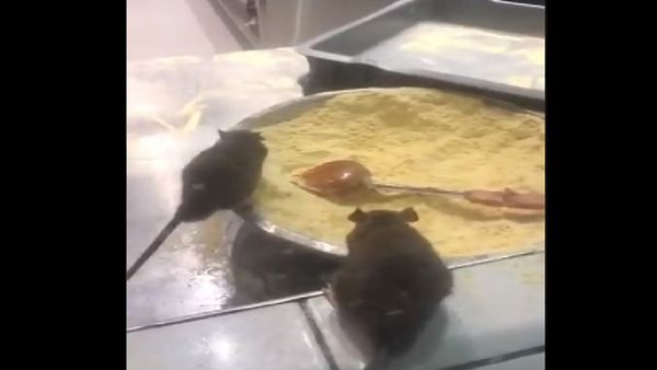Rat's - Sputnik International