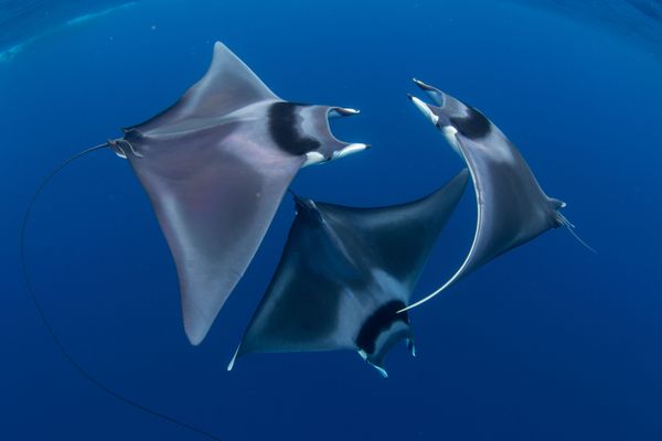 Japan's Devil Rays Captured for the Shot Devil Ray Ballet Win 7th Annual Ocean Art Underwater Photo Contest Japan's Devil Rays Captured for the Shot Devil Ray Ballet Win 7th Annual Ocean Art Underwater Photo Contest - Sputnik International