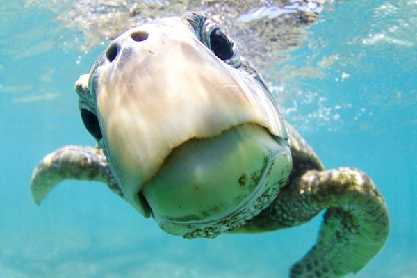 Green Sea Turtle at the Shot Curiosity Wins Honorary Award in Portrait Category at 7th Annual Ocean Art Underwater Photo Contest Green Sea Turtle at the Shot Curiosity Wins Honorary Award in Portrait Category at 7th Annual Ocean Art Underwater Photo Contest - Sputnik International