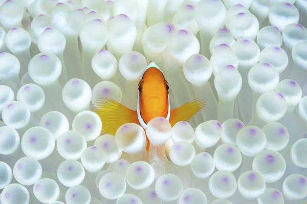 Clownfish Captured for the Shot Nemo That Won Honorary Award at 7th Annual Ocean Art Underwater Photo Contest Clownfish Captured for the Shot Nemo That Won Honorary Award at 7th Annual Ocean Art Underwater Photo Contest - Sputnik International