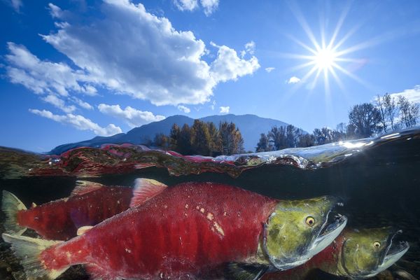 Sockeye Salmon Captured for the Shot Pacific Red Sockeye That Won Honorary Award in Wide-Angle Category at 7th Annual Ocean Art Underwater Photo Contest Sockeye Salmon Captured for the Shot Pacific Red Sockeye That Won Honorary Award in Wide-Angle Category at 7th Annual Ocean Art Underwater Photo Contest - Sputnik International
