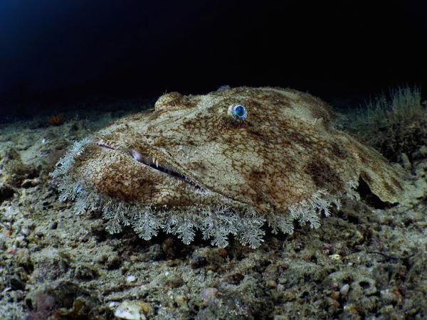 European Budego Captured for the Shot Budego That Won Third Prize in Compact Wide-Angle Category during 7th Annual Ocean Art Underwater Photo Contest European Budego Captured for the Shot Budego That Won Third Prize in Compact Wide-Angle Category during 7th Annual Ocean Art Underwater Photo Contest - Sputnik International